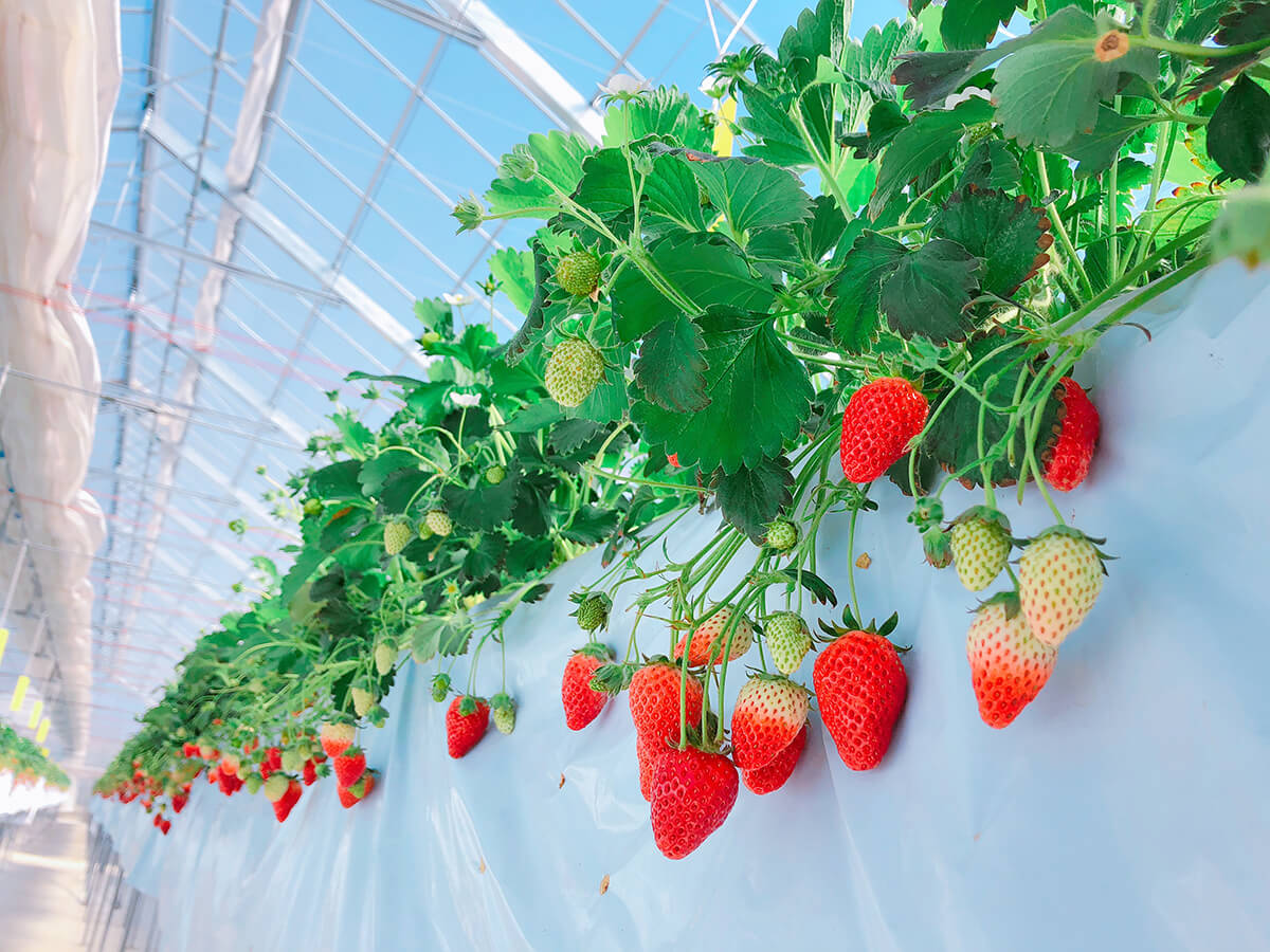 来て 見て 触って 味わって Farmのいちご狩り