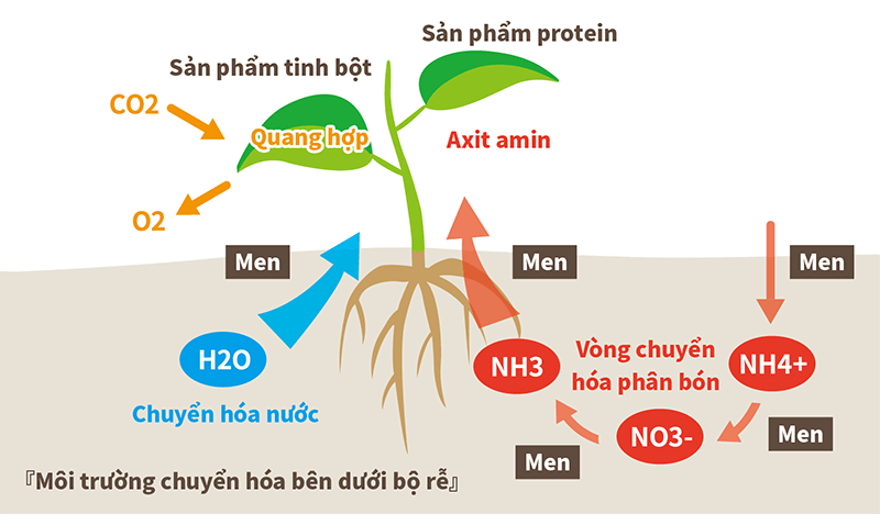 Môi trường chuyển hóa bên dưới bộ rễ