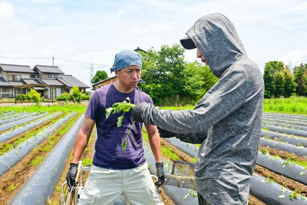 川越のつぼ焼き芋屋「COEDO HACHI」さんと一緒にさつまいもの定植をしました！