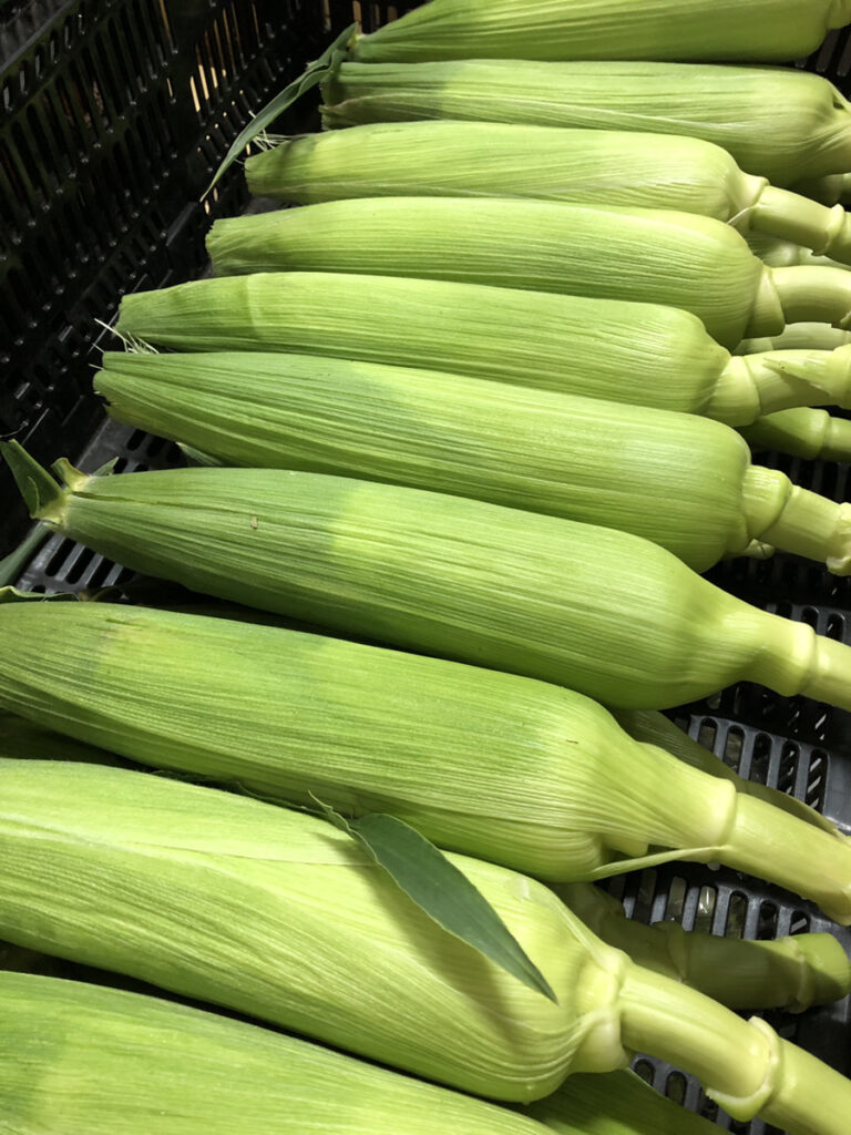 とうもろこしが収穫出来ました🌽