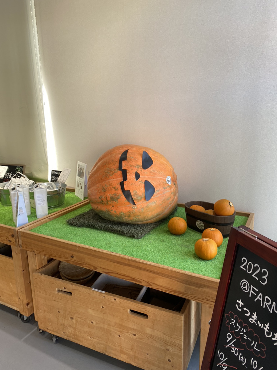 ハロウィンのドデカかぼちゃとトマトの成長日記～埼玉県川越市でいちご