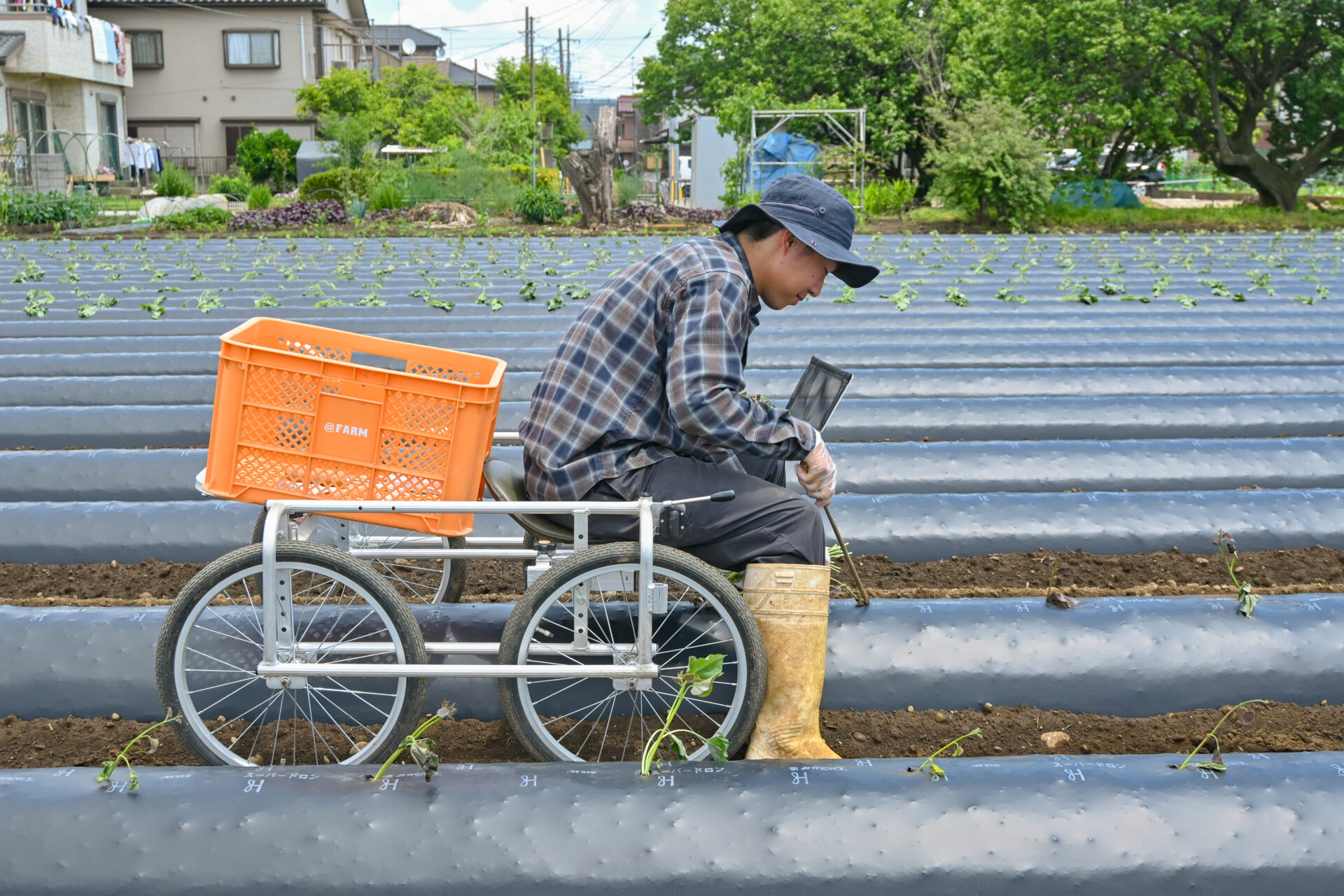 あまはづき50栗かぐや50はるか50シルク500 静穏