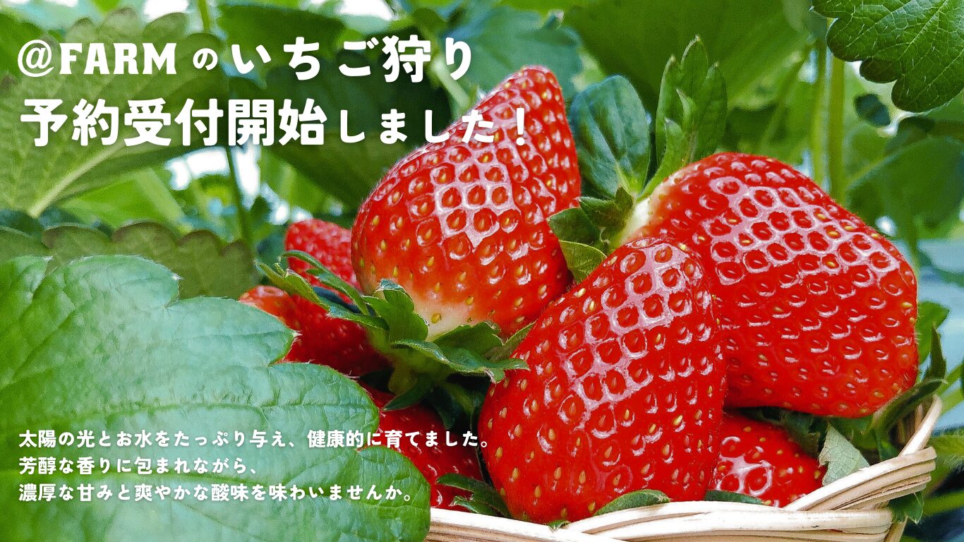 いちご狩り】予約受付開始しました！ | @FARM（アット・ファーム